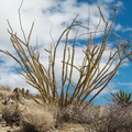 Fouquieria-splendens-ocotillo-Lost-Palms-Oasis-trail-Joshua-Tree-2010-11-21-IMG_6734.jpg