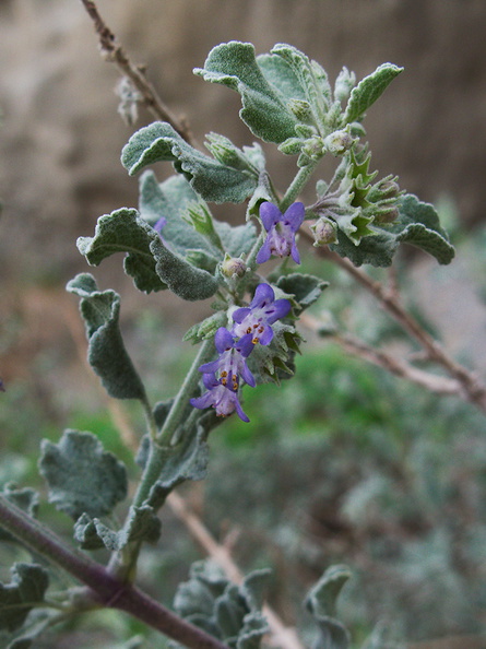 Hyptis-emoryi-desert-lavender-Box-Canyon-S-of-Joshua-Tree-2010-11-19-IMG_6571.jpg