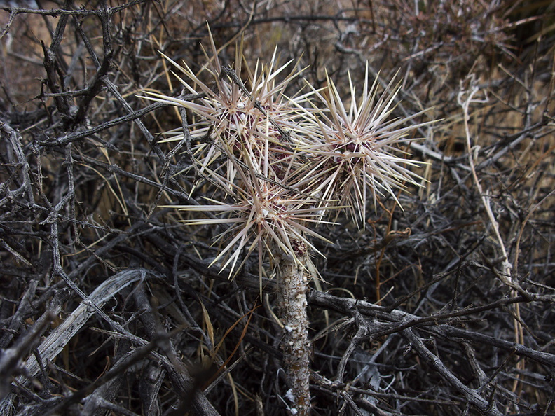 Opuntia-ramosissima-pencil-cholla-Hidden-Valley-Joshua-Tree-2011-11-12-IMG 0098