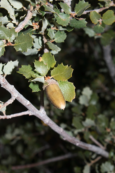 Quercus-turbinella-Sonoran-scrub-oak-NW-Joshua-Tree-2010-11-20-IMG 1522