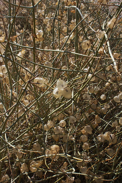 Salazaria-mexicana-bladder-sage-papery-pods-and-seeds-Barker-Dam-trail-Joshua-Tree-2011-11-13-IMG_3568.jpg