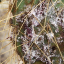 cochineal-on-opuntia-Hidden-Valley-Joshua-Tree-2010-11-20-IMG 6651