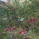hummingbird-sp-female-Costas-on-chuparosa-Visitor-Center-Twentynine-Palms-2010-11-21-IMG 6718