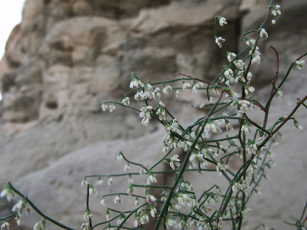 indet-shrub-green-stems-no-leaves-pendent-flowers-Box-Canyon-S-of-Joshua-Tree-2010-11-19-IMG 6570