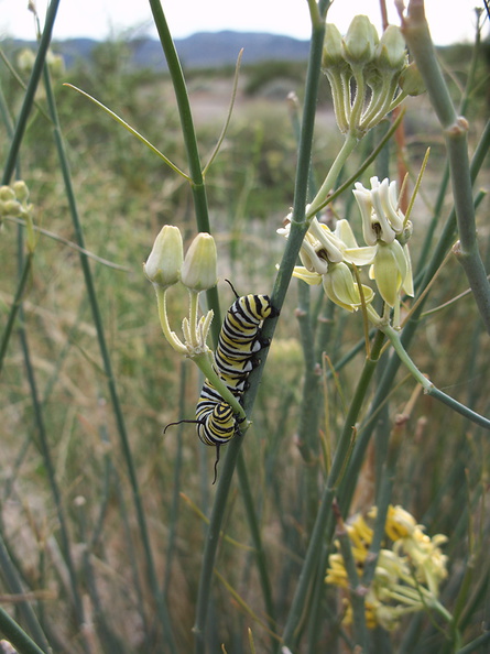 monarch-butterfly-caterpillar-on-Asclepias-asperula-Box-Canyon-Joshua-Tree-2011-11-11-IMG 0062