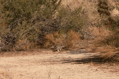 rabbit-cottontail-Sylvilagus-sp-Barker-Dam-trail-Joshua-Tree-2011-11-13-mriley-CRW 9041