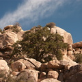 rock-formations-Barker-Dam-Trail-Joshua-Tree-2011-11-13-mriley-CRW_9042.jpg
