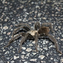 tarantula-Aphonopelma-sp-1-crossing-road-south-Joshua-Tree-2011-11-13-IMG 3579
