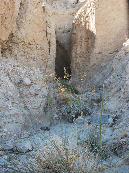 Caesalpinia-virgata-new-wash-Box-Canyon-2012-03-14-IMG_1120.jpg