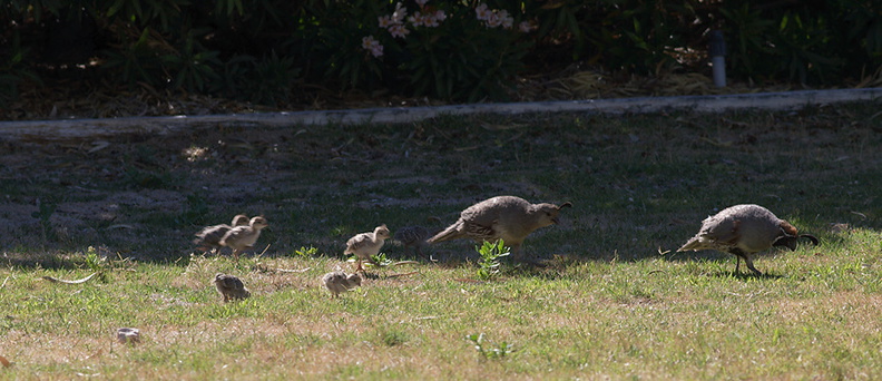 California-quail-and-chicks-near-motel-Twentynine-Palms-Joshua-Tree-2012-06-30-IMG_5631.jpg