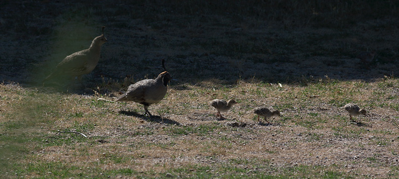 California-quail-and-chicks-near-motel-Twentynine-Palms-Joshua-Tree-2012-06-30-IMG_5650.jpg