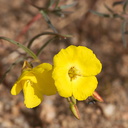 Camissonia-brevipes-yellow-cups-north-Joshua-Tree-2010-04-17-IMG 0323