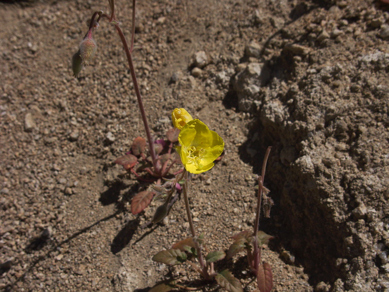 Camissonia-campestris-Mojave-suncup-Mastodon-Peak-Joshua-Tree-2012-03-15-IMG_1284.jpg