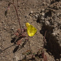 Camissonia-campestris-Mojave-suncup-Mastodon-Peak-Joshua-Tree-2012-03-15-IMG 1284
