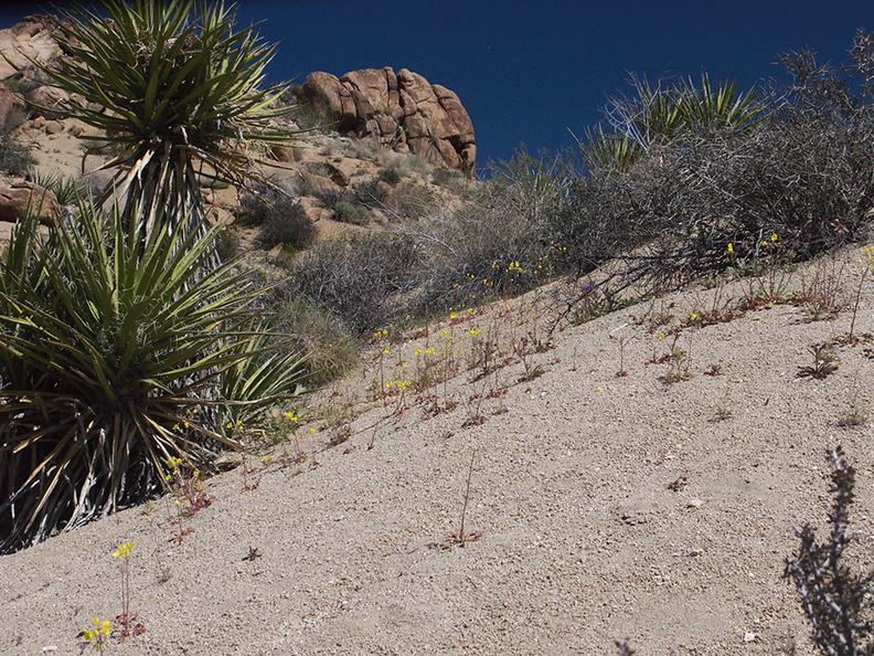 Camissonia-campestris-Mojave-suncup-hillside-Mastodon-Peak-Joshua-Tree-2012-03-15-IMG_1287.jpg