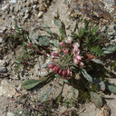 Camissonia-refracta-narrow-leaved-primrose-Barker-Dam-Joshua-Tree-2012-03-16-IMG 4603