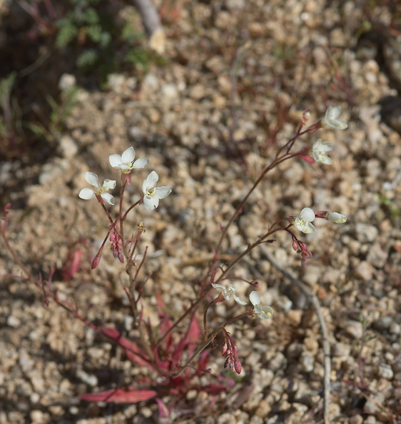 Camissonia-refracta-narrowleaf-suncup-Mastodon-Peak-Joshua-Tree-2012-03-15-IMG 4553