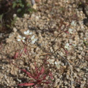 Camissonia-refracta-narrowleaf-suncup-Mastodon-Peak-Joshua-Tree-2012-03-15-IMG 4553