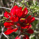 Castilleja-angustifolia-desert-paintbrush-northwest-Joshua-Tree-2010-04-25-IMG 4739