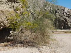 Cercidium-floridum-palo-verde-Box-Canyon-Joshua-Tree-2010-04-24-IMG 4572