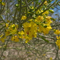 Cercidium-floridum-palo-verde-Box-Canyon-Joshua-Tree-2010-04-24-IMG 4573