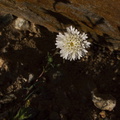Chaenactis-fremontii-desert-pincushion-transition-zone-Joshua-Tree-2010-04-24-IMG_4694.jpg
