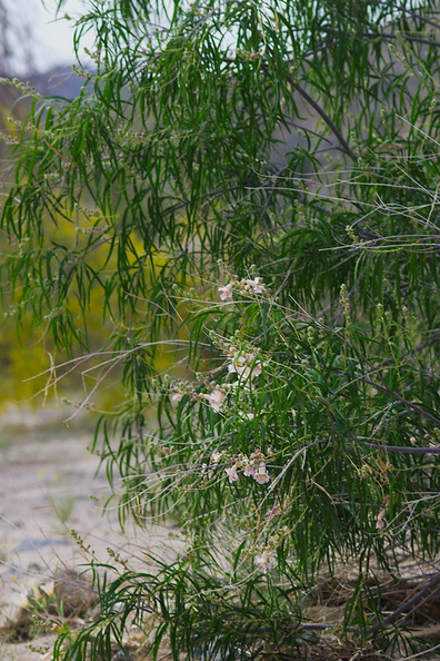Chilopsis-linearis-desert-willow-Box-Canyon-Joshua-Tree-2010-04-17-IMG 0432