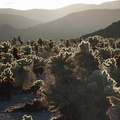 Cylindropuntia-bigelovii-teddy-bear-cholla-Cactus-Gardens-Joshua-Tree-2012-03-14-IMG_1175.jpg