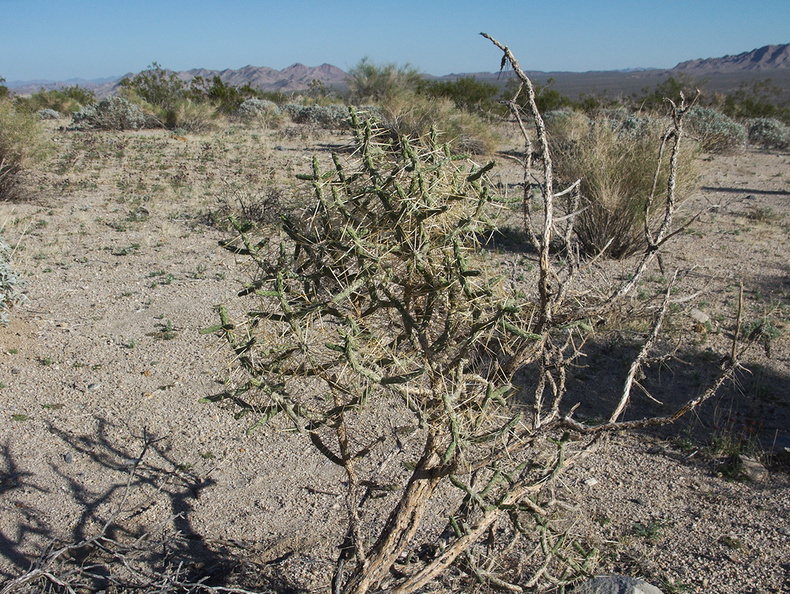 Cylindropuntia-ramosissima-pencil-cholla-Pinto-Basin-Joshua-Tree-2012-03-14-IMG_1148-1.jpg