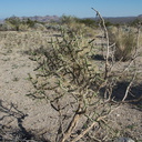 Cylindropuntia-ramosissima-pencil-cholla-Pinto-Basin-Joshua-Tree-2012-03-14-IMG 1148-1