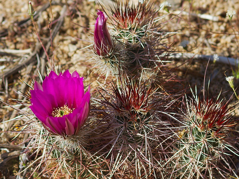 Echinocereus-engelmannii-hedgehog-cactus-Cottonwood-Spring-area-Joshua-Tree-2010-04-24-IMG_0555.jpg