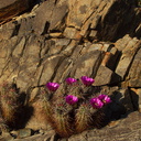 Echinocereus-engelmannii-hedgehog-cactus-transition-zone-Joshua-Tree-2010-04-24-IMG 4710