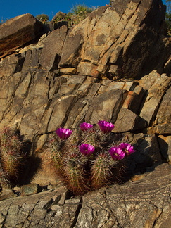 Echinocereus-engelmannii-hedgehog-cactus-transition-zone-Joshua-Tree-2010-04-24-IMG 4710