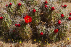 Echinocereus-triglochidiatus-Mohave-mound-cactus-Sheep-Pass-area-Joshua-Tree-2010-04-17-IMG 0332