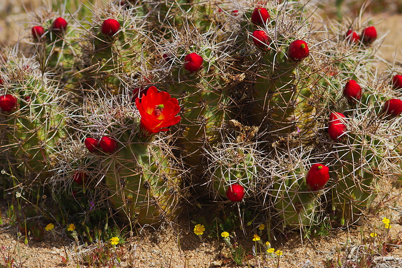 Echinocereus-triglochidiatus-Mohave-mound-cactus-Sheep-Pass-area-Joshua-Tree-2010-04-17-IMG_0332.jpg