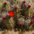 Echinocereus-triglochidiatus-Mohave-mound-cactus-Sheep-Pass-area-Joshua-Tree-2010-04-17-IMG_0332.jpg