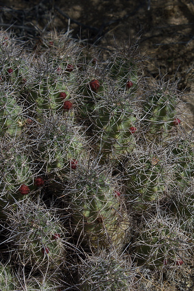 Echinocereus-triglochidiatus-Mojave-mound-cactus-Barker-Dam-Joshua-Tree-2012-03-16-IMG_4588.jpg