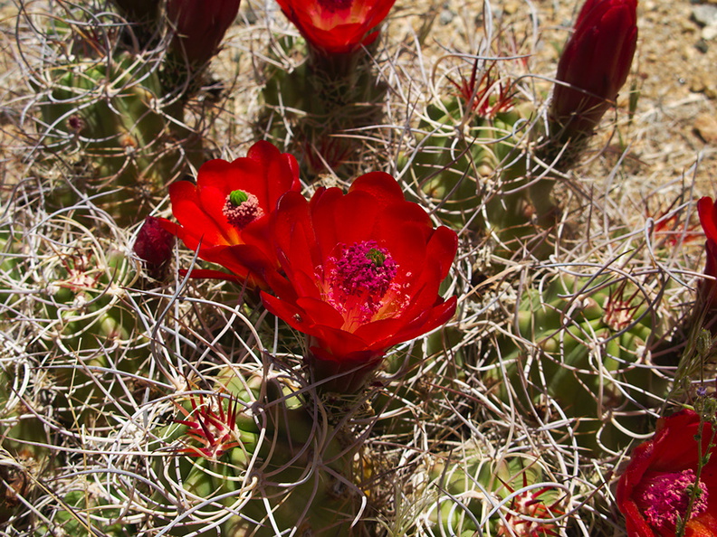 Echinocereus-triglochidiatus-Mojave-mound-cactus-Sheep-Pass-area-Joshua-Tree-2010-04-25-IMG_4806.jpg