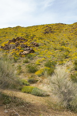 Encelia-farinosa-brittlebush-covering-hillsides-transition-zone-Joshua-Tree-2010-04-17-IMG 0378