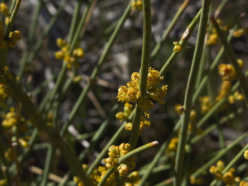 Ephedra-californica-desert-tea-pollen-cones-northwest-Joshua-Tree-2010-04-25-IMG_4740.jpg