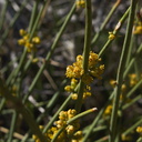Ephedra-californica-desert-tea-pollen-cones-northwest-Joshua-Tree-2010-04-25-IMG 4740