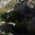 Equisetum-horsetail-at-oasis-49-Palms-Joshua-Tree-2013-02-16-IMG_3567.jpg