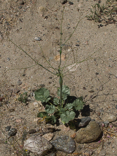 Eriogonum-inflatum-desert-trumpet-Box-Canyon-Joshua-Tree-2010-04-24-IMG_4589.jpg