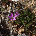 Erodium-cicutarium-redstem-filaree-northwest-Joshua-Tree-2010-04-25-IMG 4744