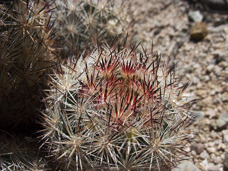 Escobaria-vivipara-foxtail-cactus-Joshua-Tree-2012-03-15-IMG_4466_3.jpg