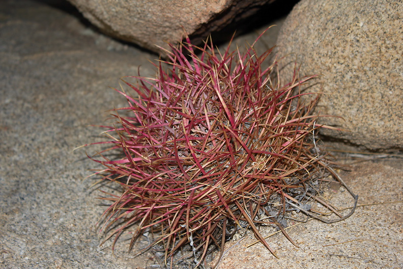 Ferocactus-cylindraceus-barrel-cactus-buttons-Hidden-Valley-Joshua-Tree-2012-06-30-IMG_5522.jpg