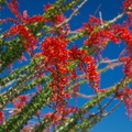 Fouquieria-splendens-flowers-Ocotillo-Patch-Joshua-Tree-2010-04-25-IMG_0676.jpg