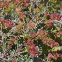 Grayia-spinosa-spiny-hop-sage-Sheep-Pass-area-Joshua-Tree-2010-04-25-IMG 0631