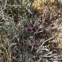 Krameria-grayi-white-ratany-Cottonwood-Spring-area-Joshua-Tree-2010-04-24-IMG 4666