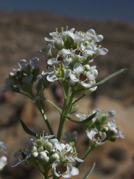 Lepidium-fremontii-desert-alyssum-Mastodon-Peak-Joshua-Tree-2012-03-15-IMG_1313.jpg